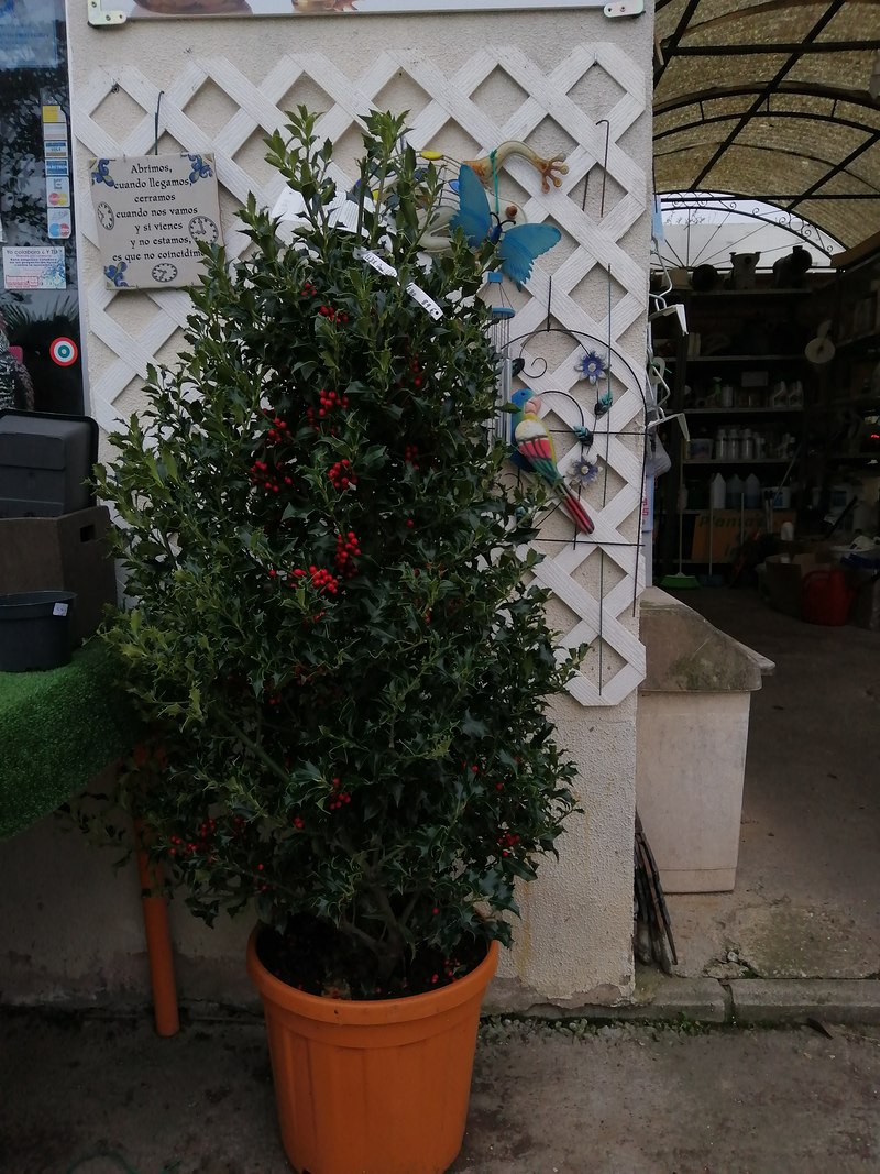 Centro De Jardiner&iacute;a Riojana 3