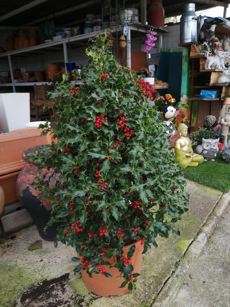 Centro De Jardiner&iacute;a Riojana 4