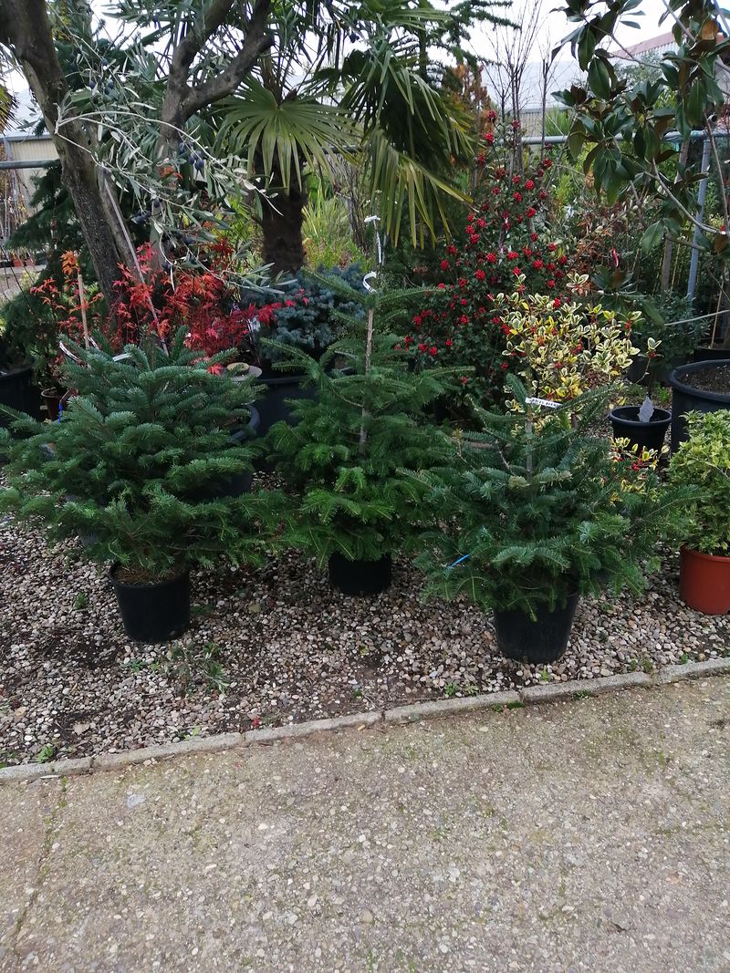 Centro De Jardiner&iacute;a Riojana JARDINERIA: EMPRESAS DE SERVICIOS