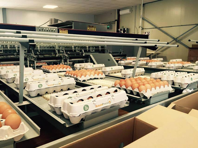 Av&iacute;cola Preciado HUEVOS: MAYORISTAS