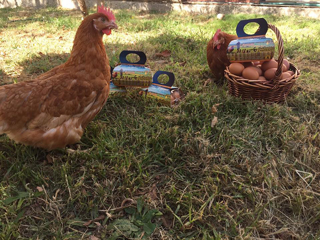 Av&iacute;cola Preciado 4