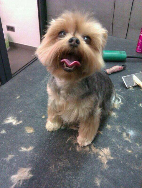 Hospital Veterinari de Lleida SL 3