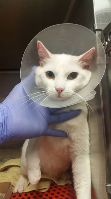 Hospital Veterinari de Lleida SL Lleida