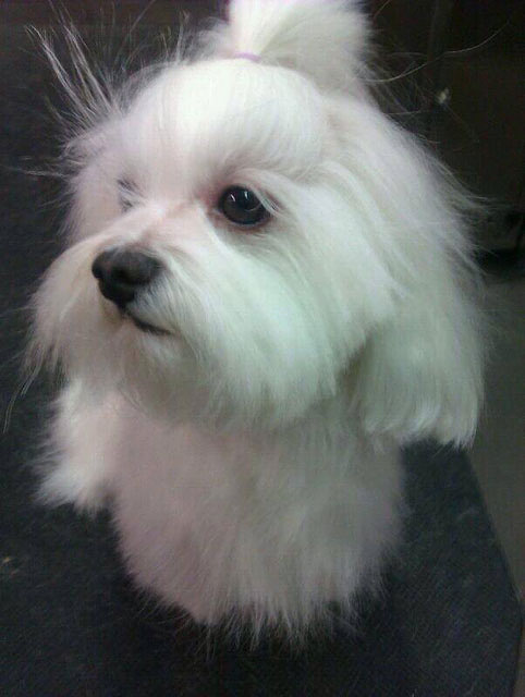 Hospital Veterinari de Lleida SL 4