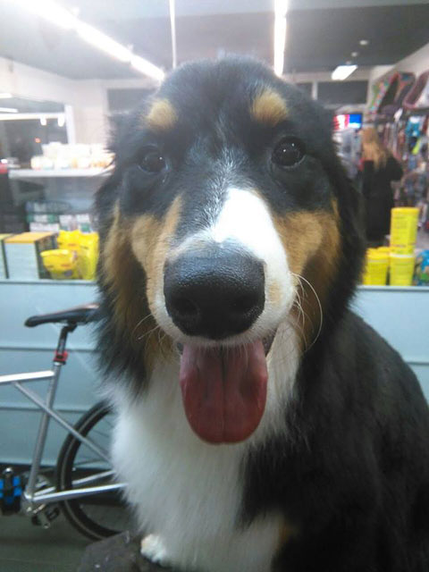 Hospital Veterinari de Lleida SL 2