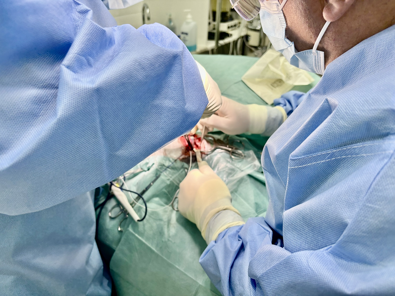 Clinica Veterinaria Mistercan 8