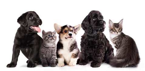 Galería de imágenes