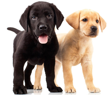 Cl&iacute;nica Veterinaria San Francisco CLINICAS VETERINARIAS