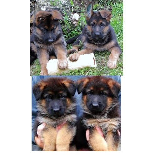 Finca Gil Residencia De Perros 4