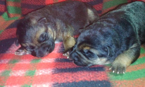 Finca Gil Residencia De Perros PERROS: ADIESTRAMIENTO