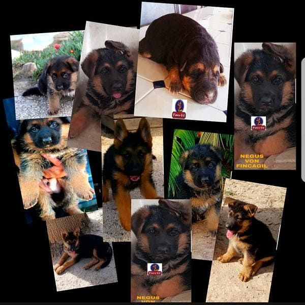 Finca Gil Residencia De Perros 8