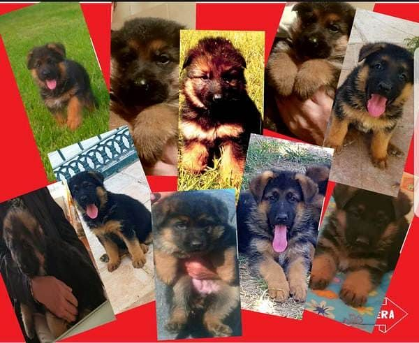 Finca Gil Residencia De Perros 5