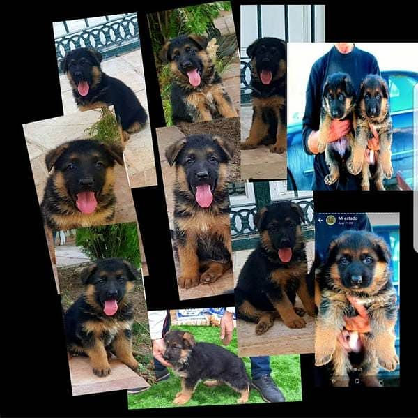 Finca Gil Residencia De Perros 7