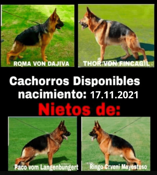 Finca Gil Residencia De Perros 6