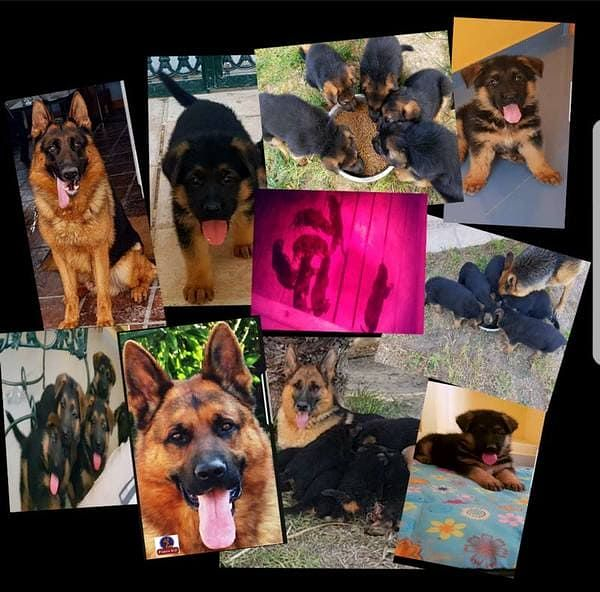 Finca Gil Residencia De Perros 9