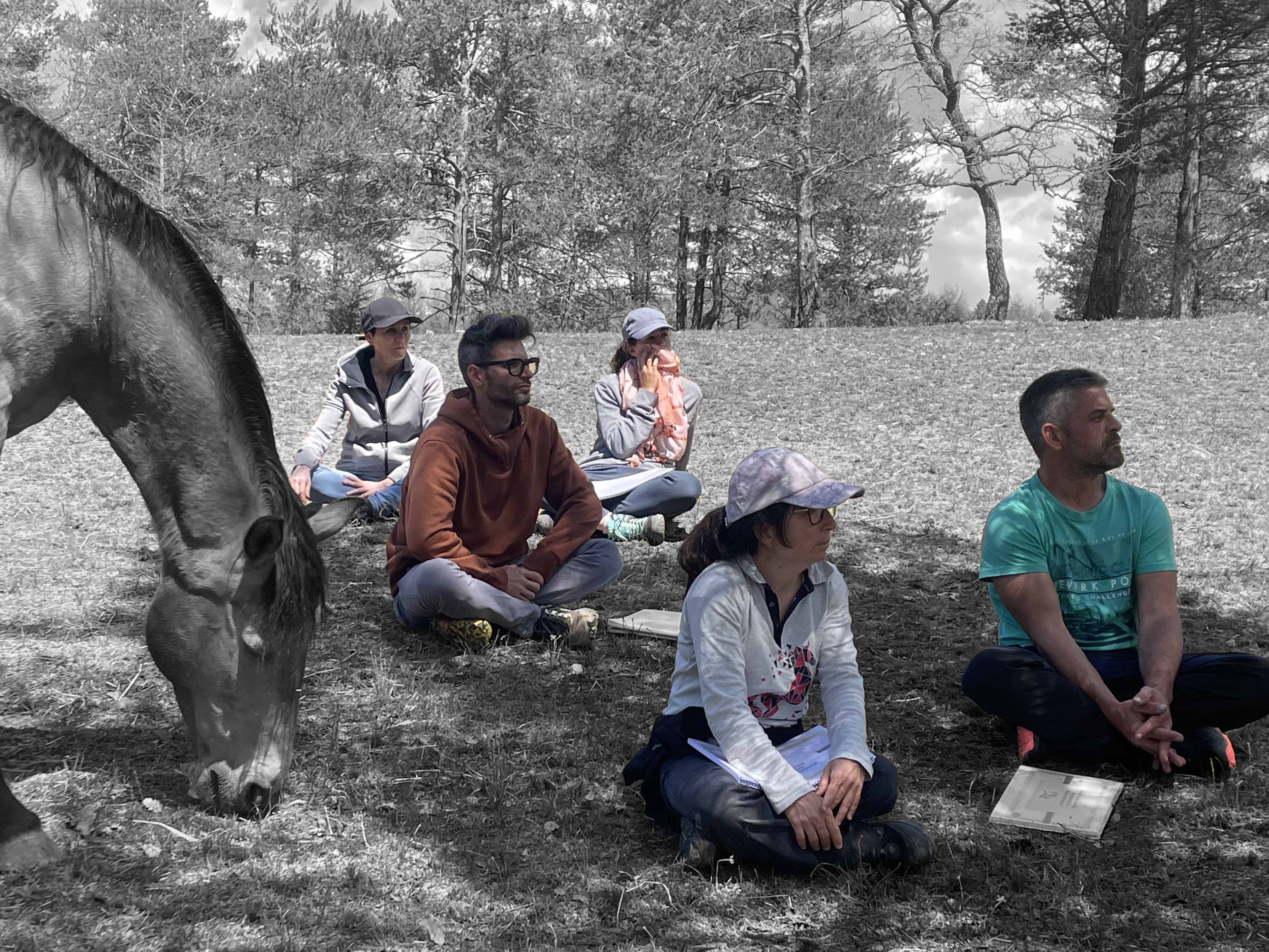 Formación Coaching con caballos