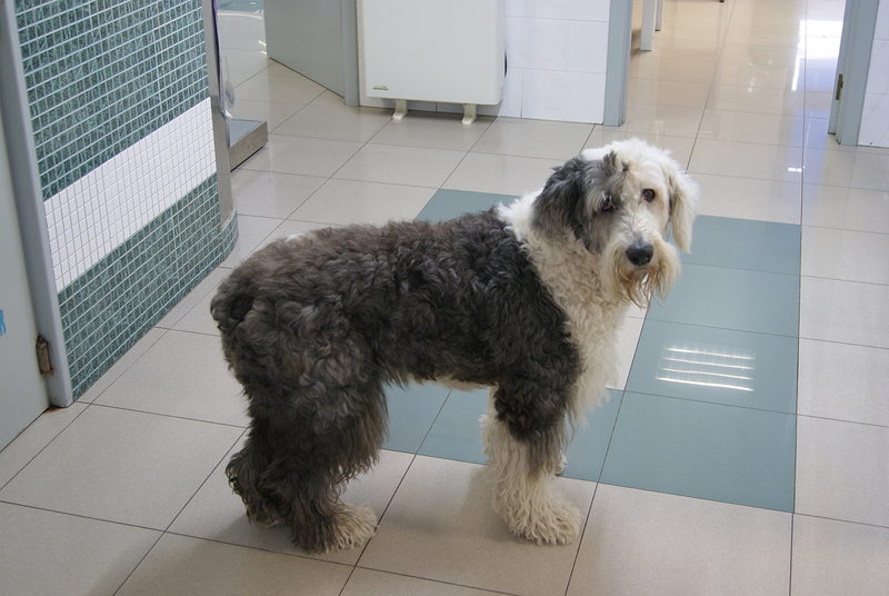 Cl&iacute;nica Veterinaria San Marcos 9