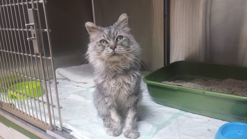 Cl&iacute;nica Veterinaria San Marcos 11