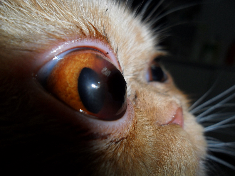 Cl&iacute;nica Veterinaria San Marcos 7