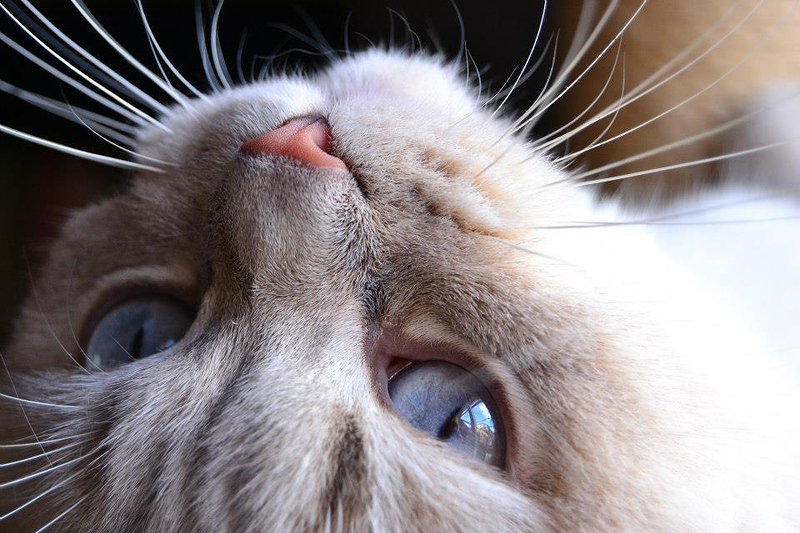 Cl&iacute;nica Veterinaria San Marcos 10