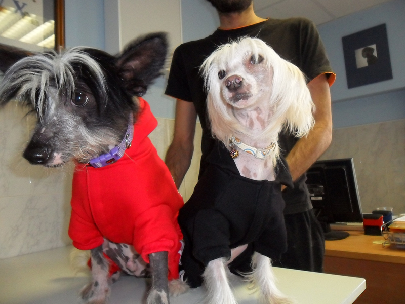 Cl&iacute;nica Veterinaria San Marcos 12