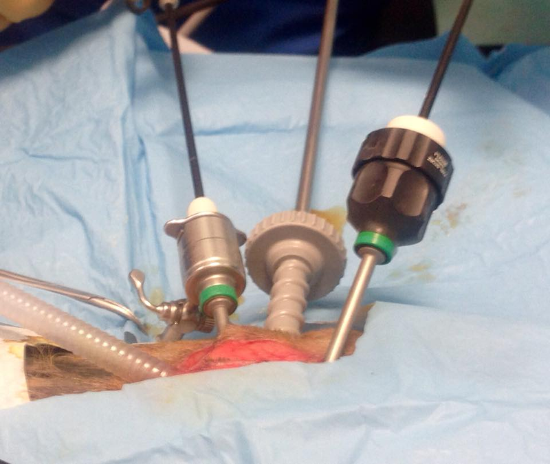 Cl&iacute;nica Veterinaria San Marcos 5