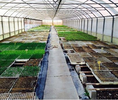 Hort D´en Ros HORTICULTURA Hort D´en Ros HORTICULTURA