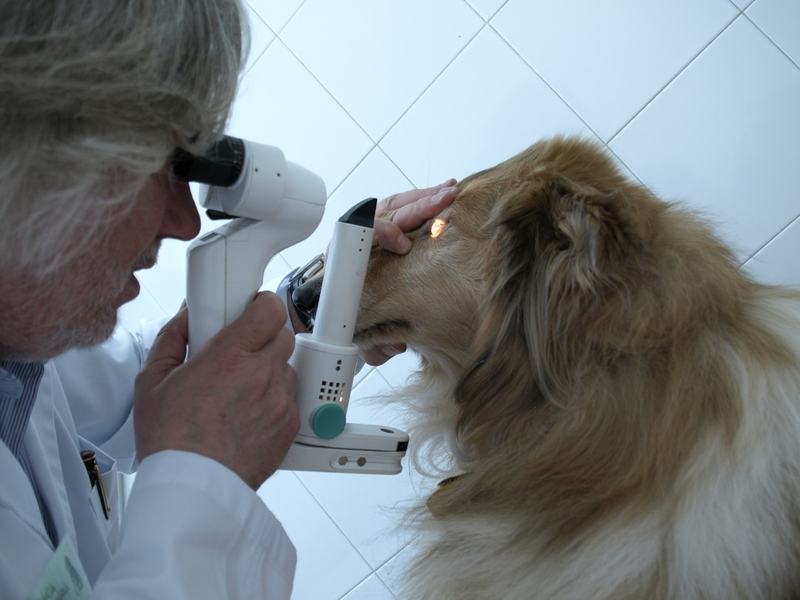 Cl&iacute;nica Veterinaria Mendieta Palamós