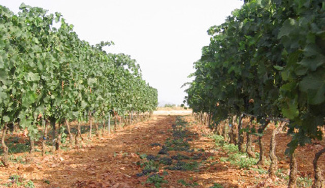 Miquel Oliver Vinyes i Bodegues 5