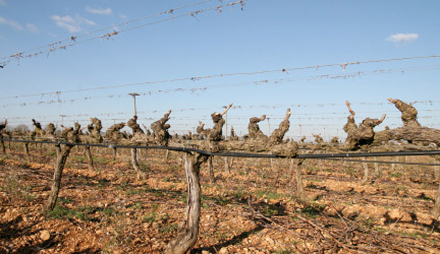 Miquel Oliver Vinyes i Bodegues 6