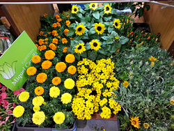 Floristería Miquel Capellà 3 Floristería Miquel Capellà 3