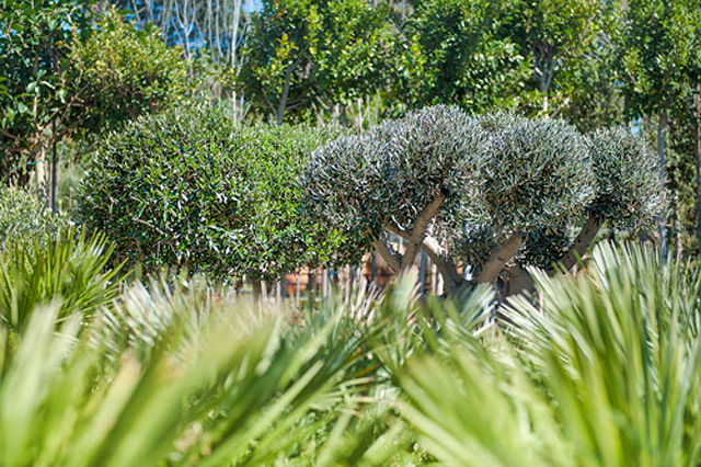 Jardiner&iacute;a Bisanyes 4